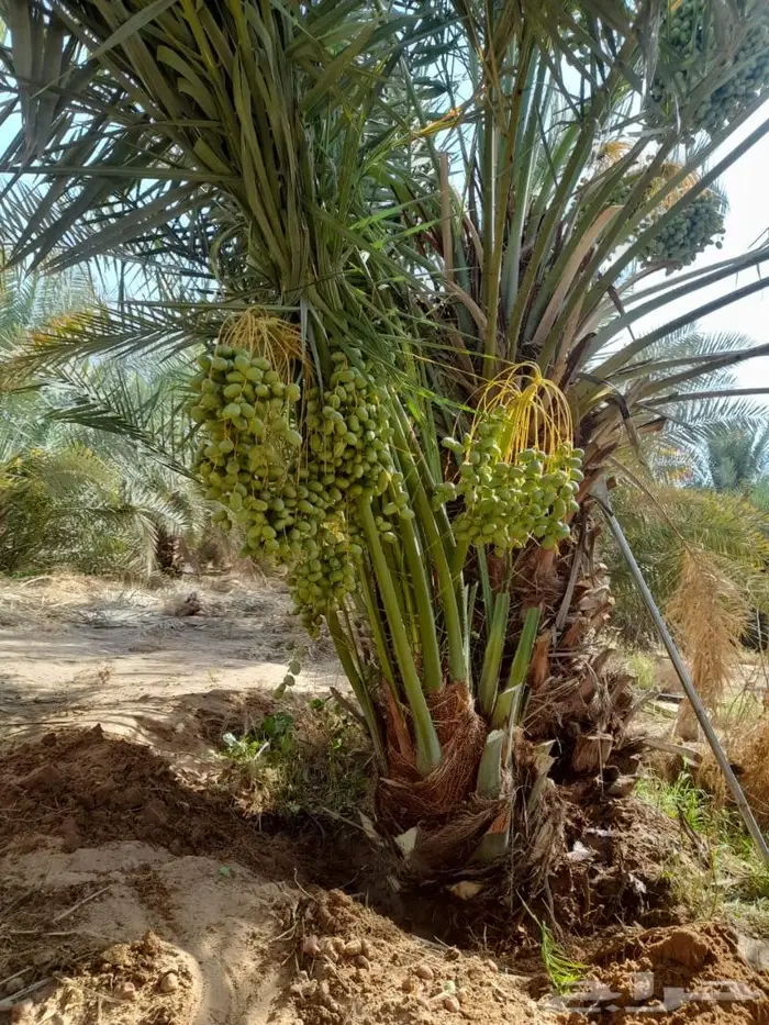 اشجار زيتون ونخيل 4
