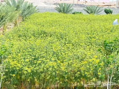 سنوت بلدي 0