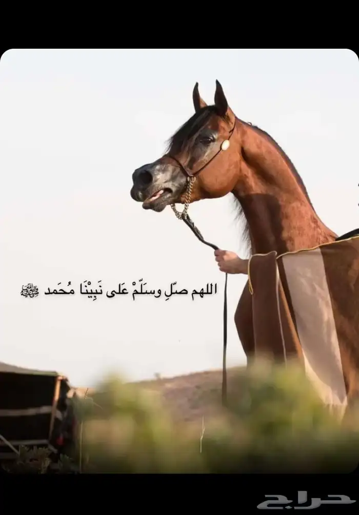 مربط الجوباء للخيل 0
