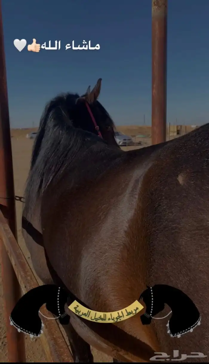 مربط الجوباء للخيل 5