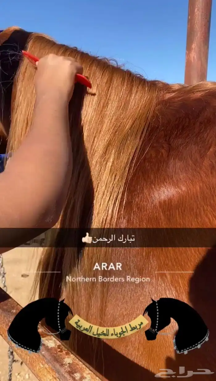 مربط الجوباء للخيل 6