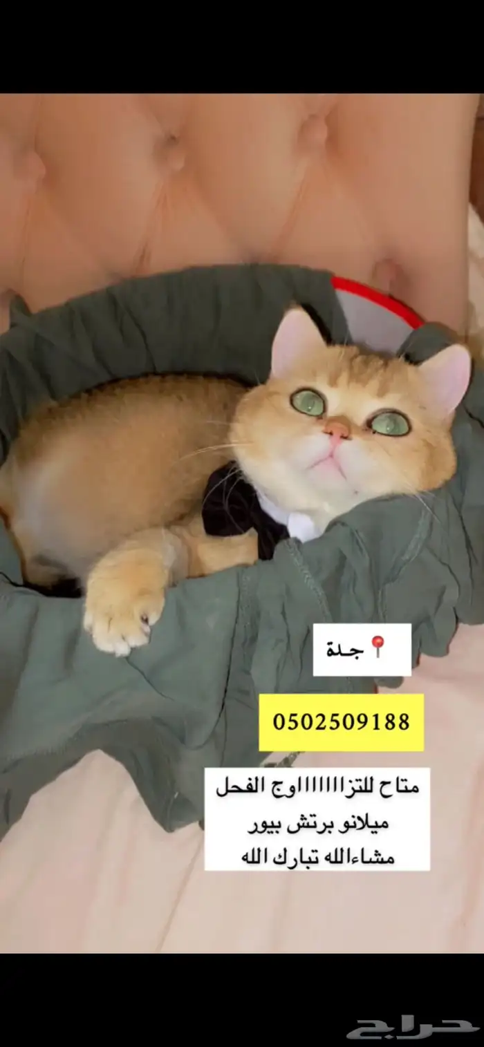 قط ذكر طالب تزاوج برتش منتج والكتن من انتاجه معروضين للبيع 0