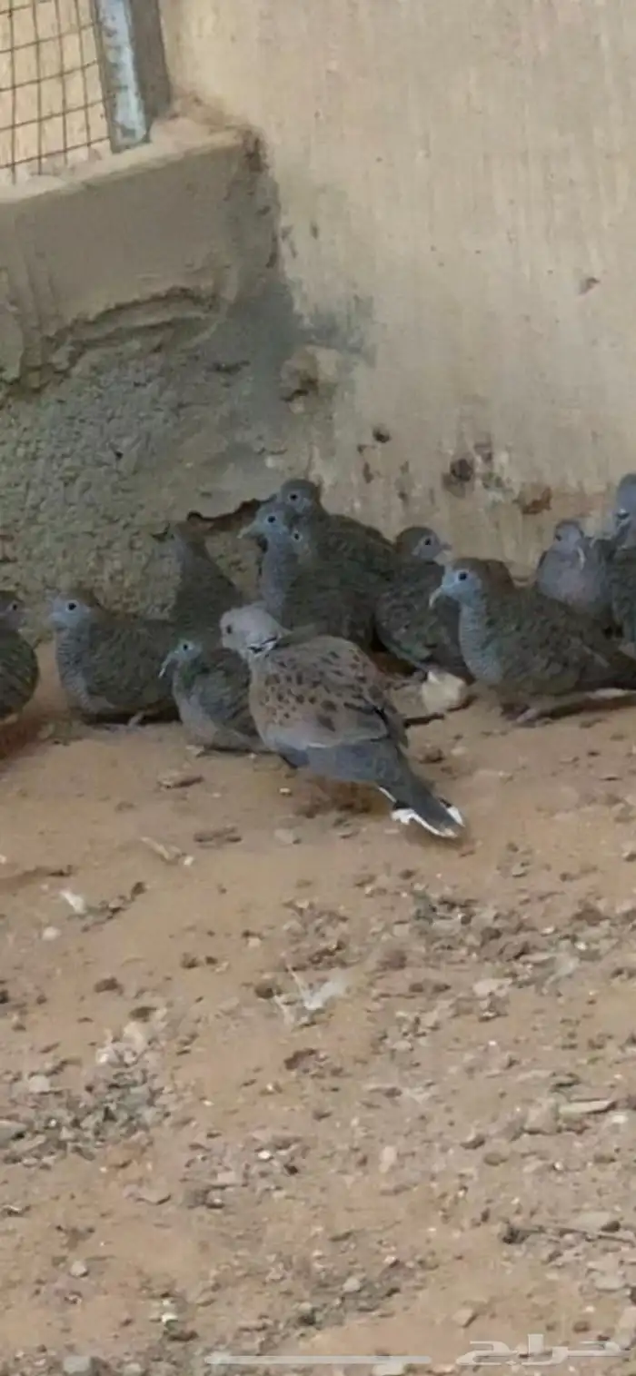 للبيع اجواز زيبرا دو 0