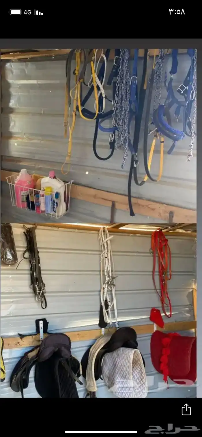 مربط الجوباء للخيل 8