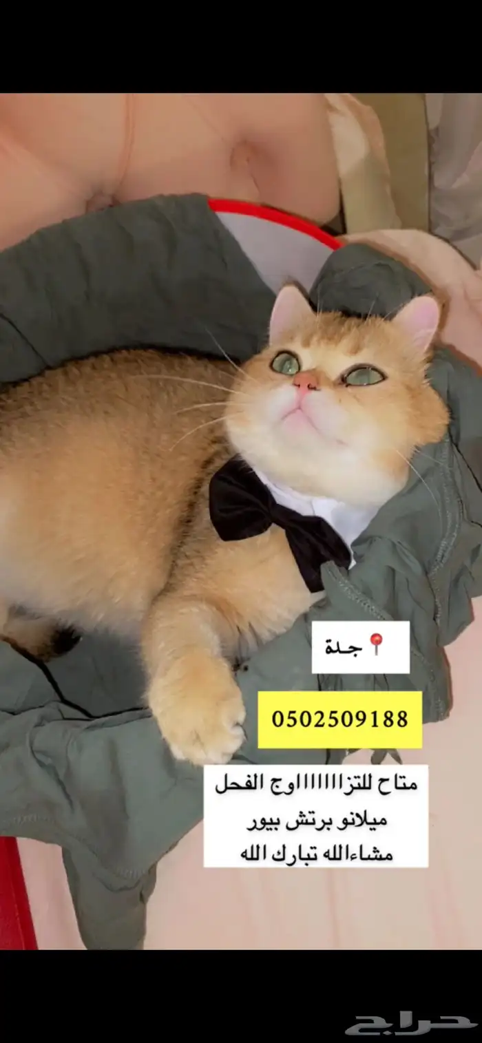 قط ذكر طالب تزاوج برتش منتج والكتن من انتاجه معروضين للبيع 1