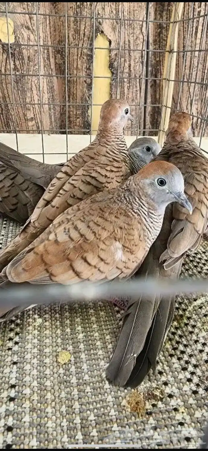 للبيع اجواز زيبرا دو 1
