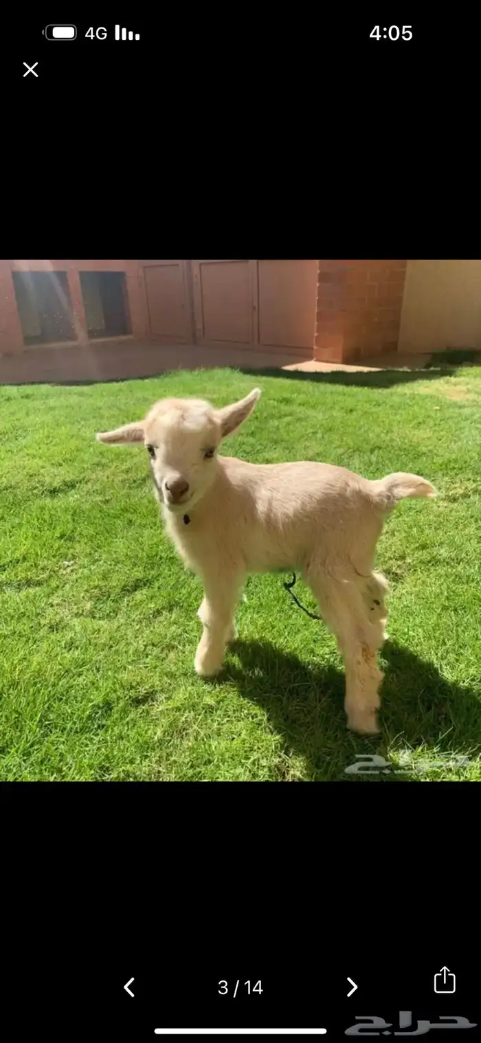 الماعز القزم 36