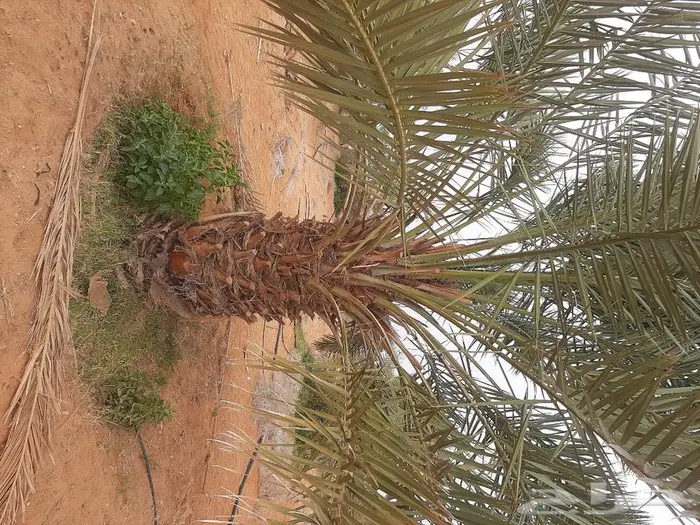 للبيع نخل واشنطني فسايل نقايل صقعي خلاص مجدول شيشي سكري عجوه 36
