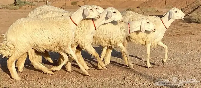 رخال حريات صنف الصنف (تم البيع) 2