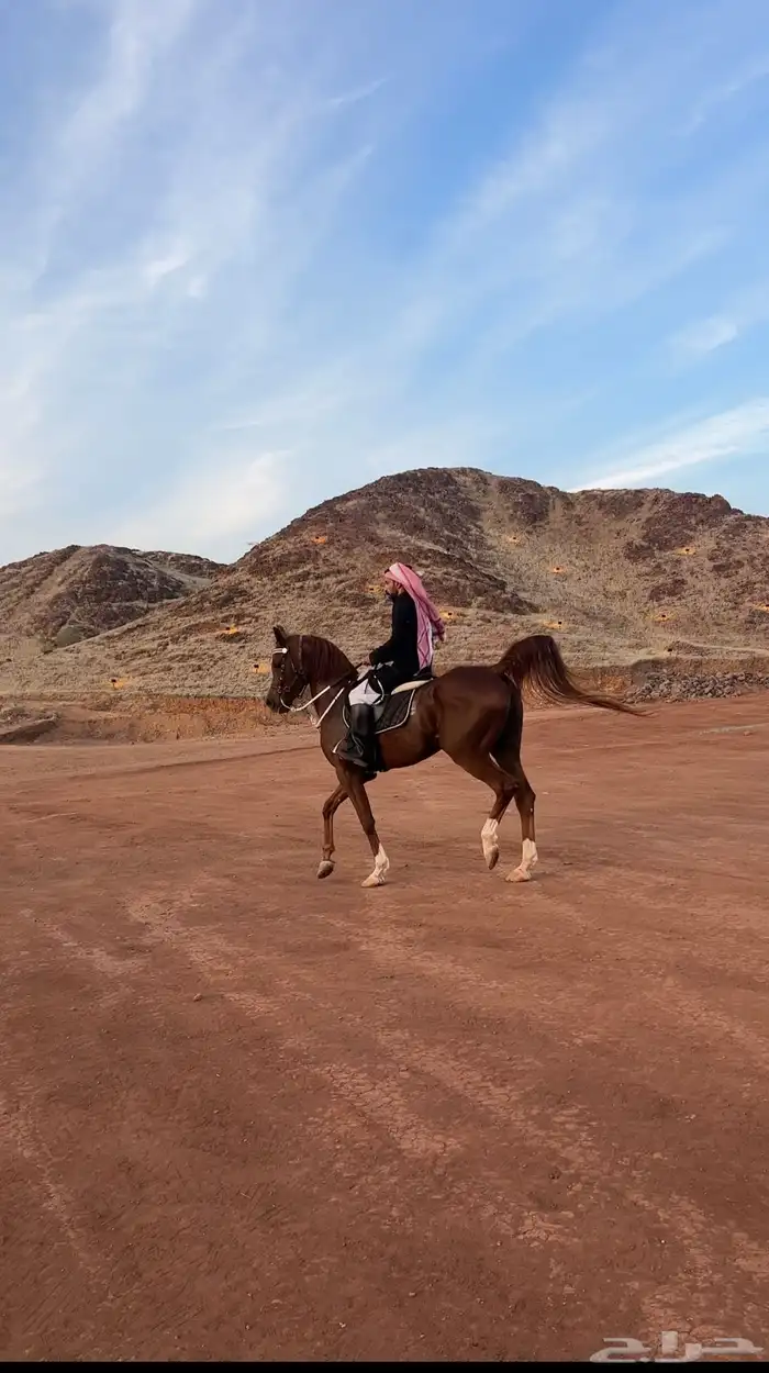 كل مايخص اليوم اليوم الوطني من خيول وفرسان وفارسات وخيام 2