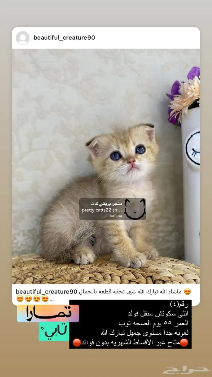 سكوتش فولد سكوتش ستريت بيور برتش قولد بيور مسجل كيتن قطه قط 6