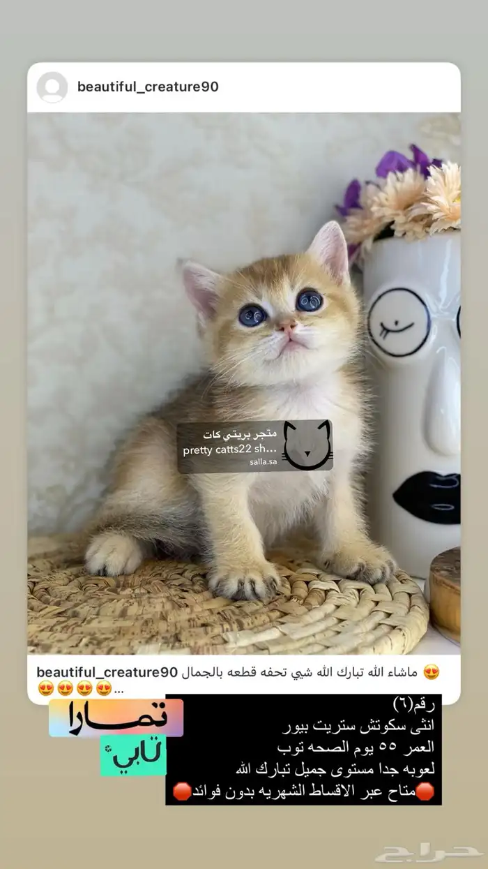 سكوتش فولد سكوتش ستريت بيور برتش قولد بيور مسجل كيتن قطه قط 5