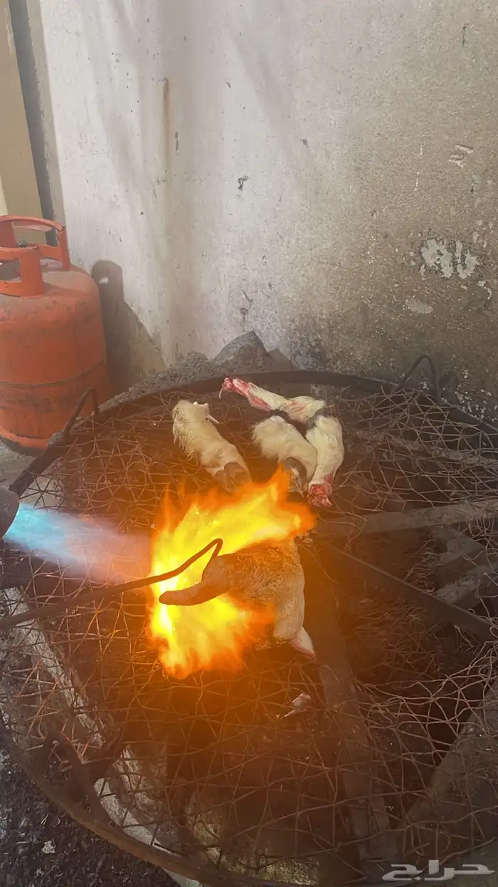 ذبائح طليان ورخال حري سواكني تيوس محايلي وعقيقةالتقيم مرتفع 8