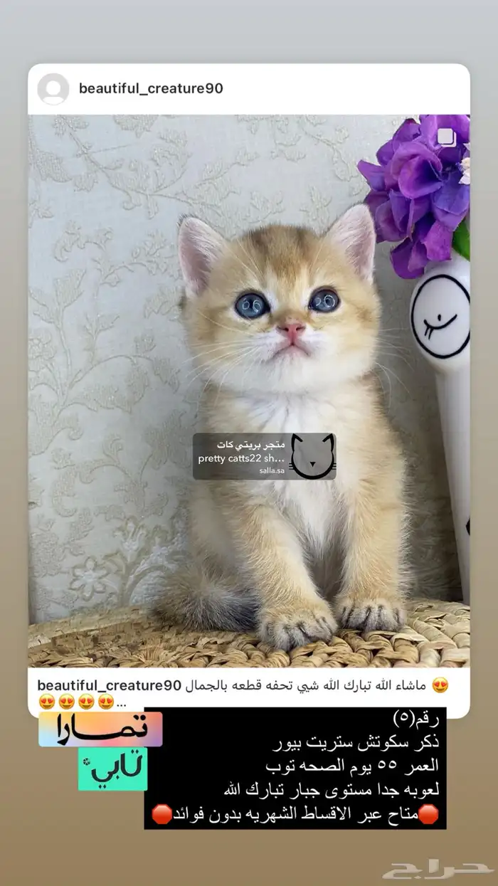 سكوتش فولد سكوتش ستريت بيور برتش قولد بيور مسجل كيتن قطه قط 4