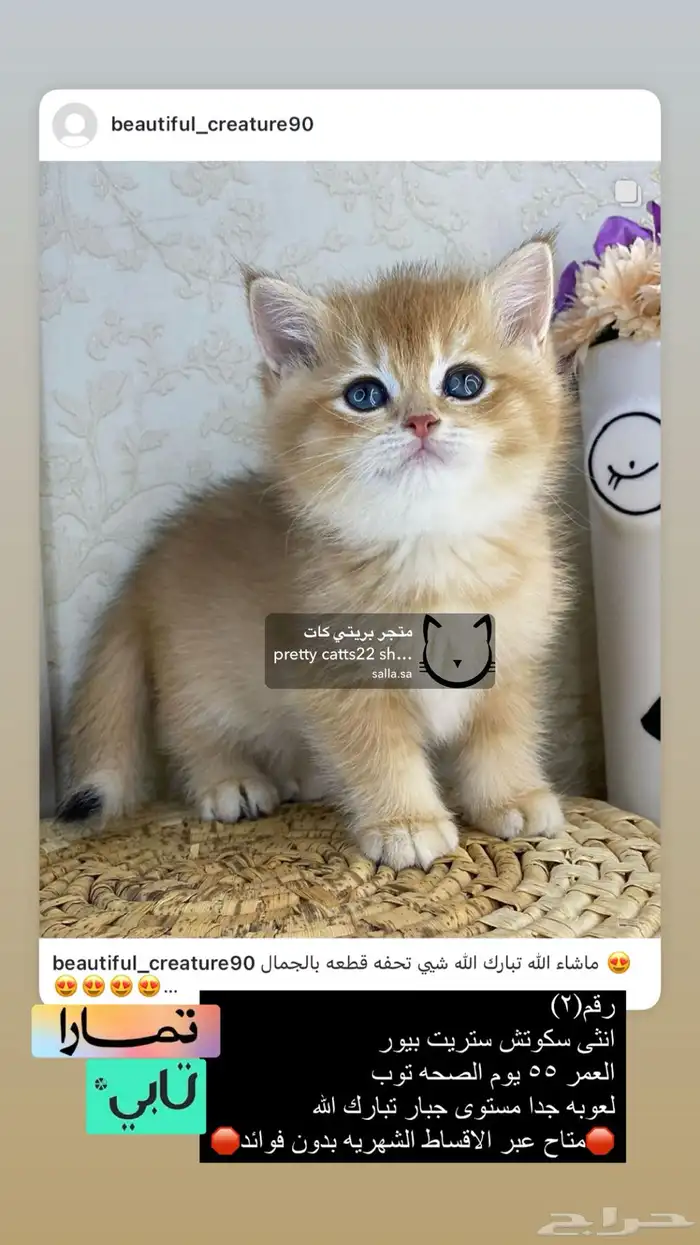 سكوتش فولد سكوتش ستريت بيور برتش قولد بيور مسجل كيتن قطه قط 1