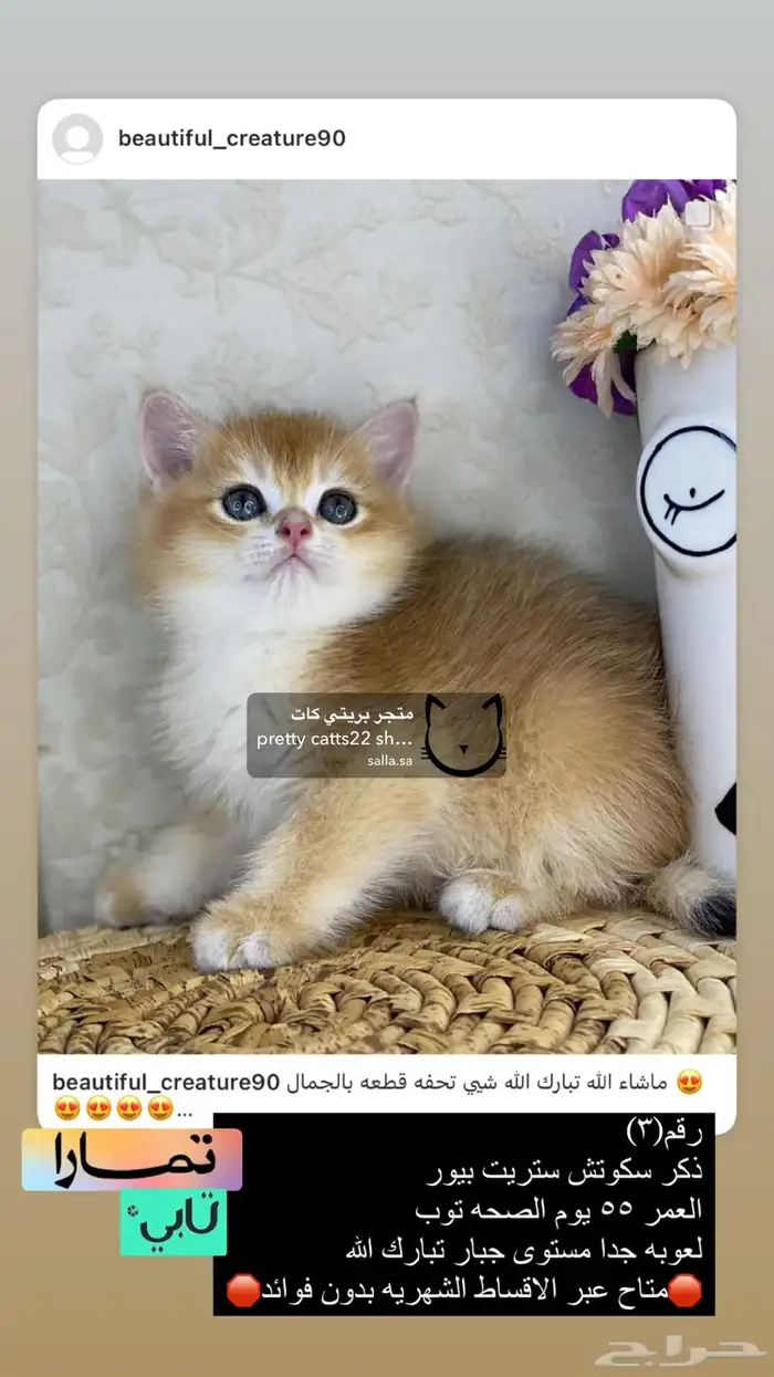 سكوتش فولد سكوتش ستريت بيور برتش قولد بيور مسجل كيتن قطه قط 0