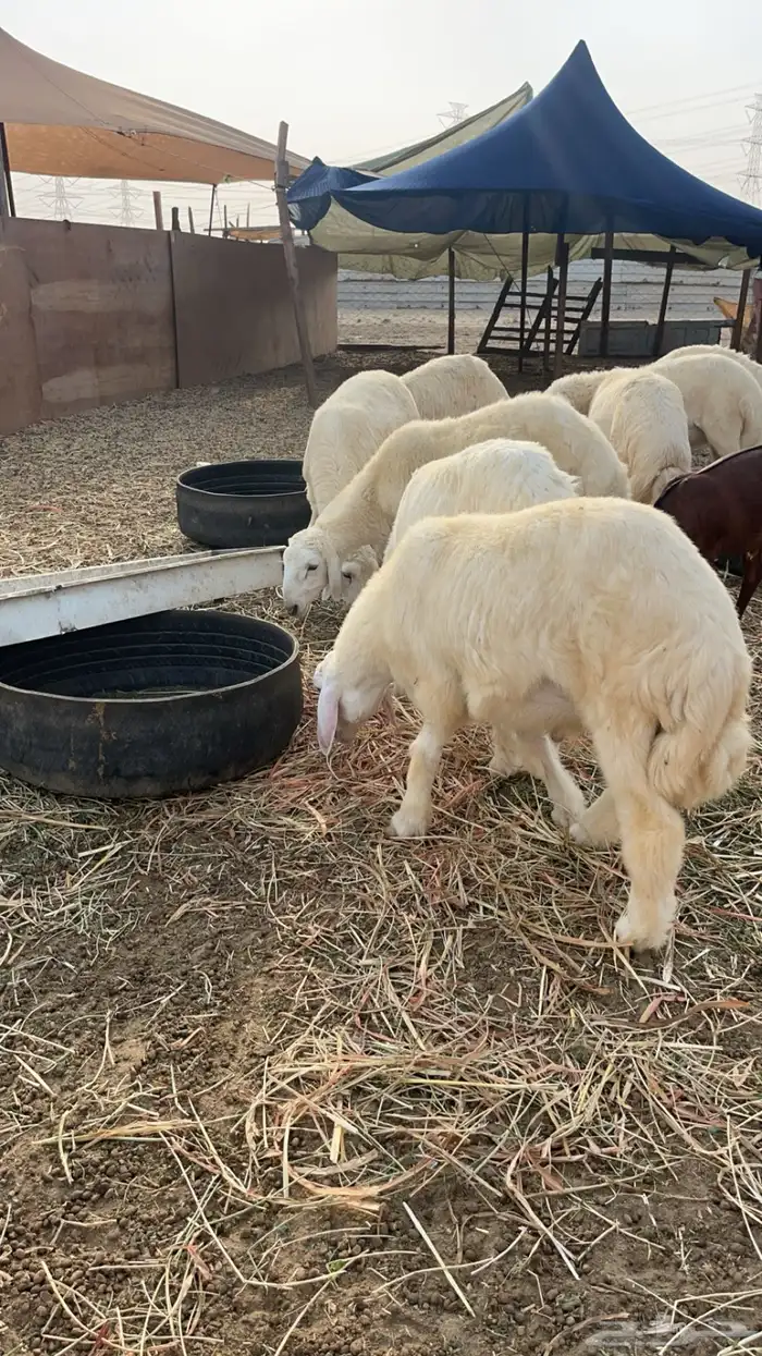 ذبائح طليان ورخال حري سواكني تيوس محايلي وعقيقةالتقيم مرتفع 2