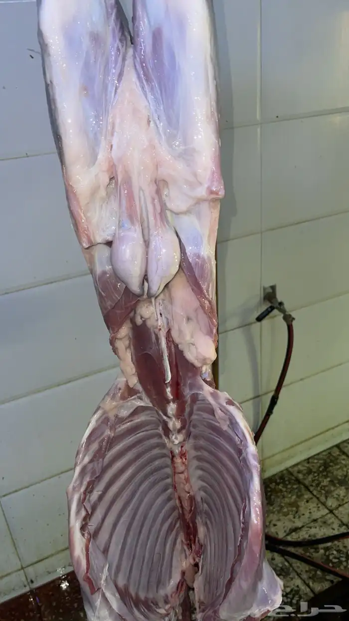 ذبائح طليان ورخال حري سواكني تيوس محايلي وعقيقةالتقيم مرتفع 5