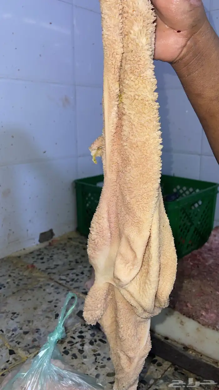 ذبائح طليان ورخال حري سواكني تيوس محايلي وعقيقةالتقيم مرتفع 7