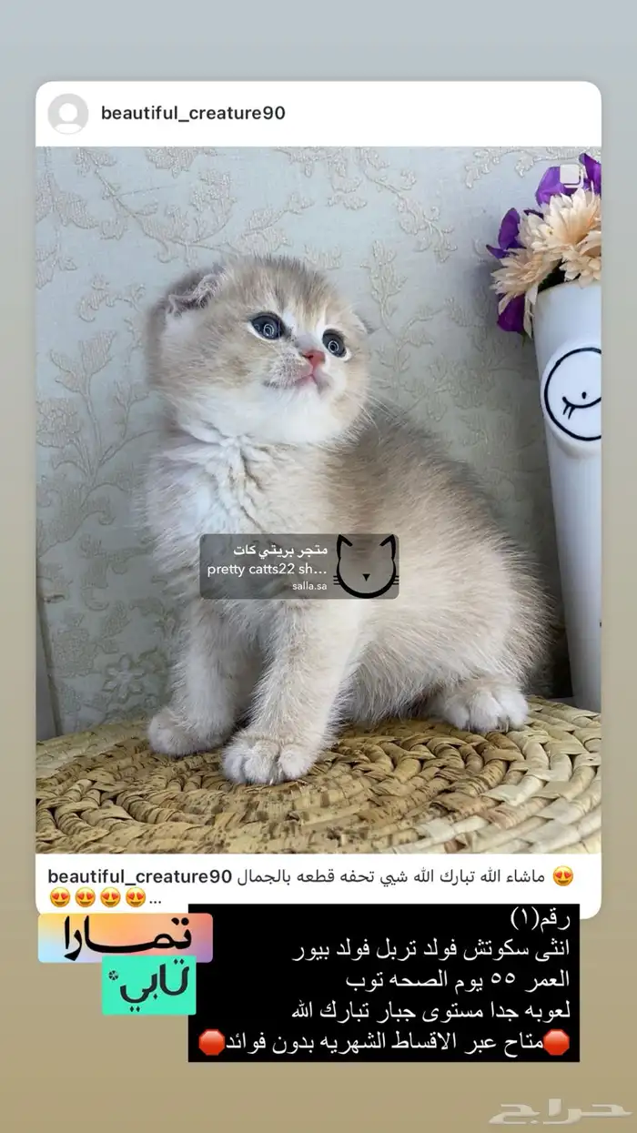 سكوتش فولد سكوتش ستريت بيور برتش قولد بيور مسجل كيتن قطه قط 2