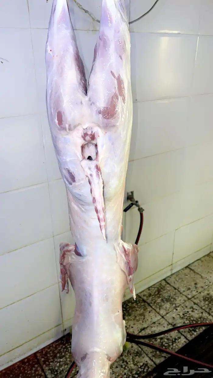 ذبائح طليان ورخال حري سواكني تيوس محايلي وعقيقةالتقيم مرتفع 4