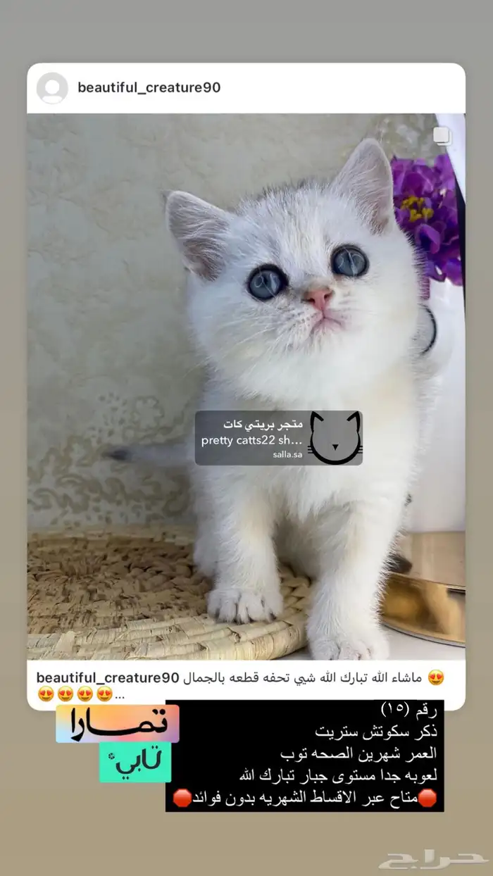 سكوتش فولد سكوتش ستريت بيور برتش قولد بيور مسجل كيتن قطه قط 3