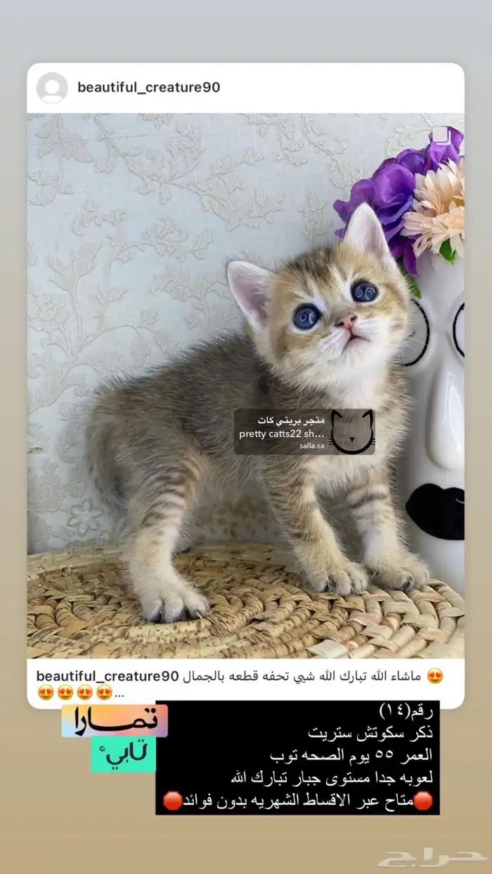 سكوتش فولد سكوتش ستريت بيور برتش قولد بيور مسجل كيتن قطه قط 7