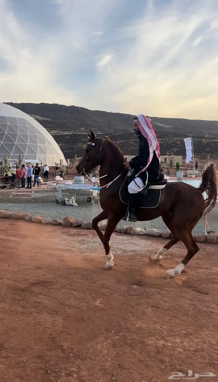 كل مايخص اليوم اليوم الوطني من خيول وفرسان وفارسات وخيام 3