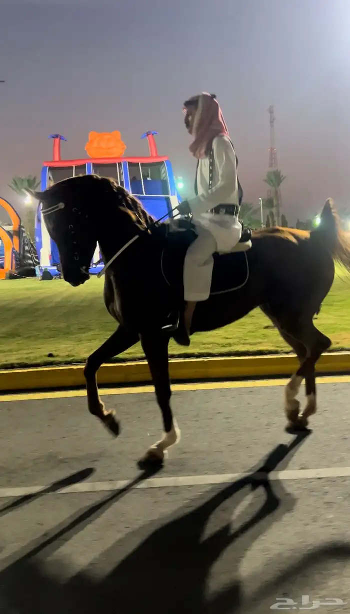 كل مايخص اليوم اليوم الوطني من خيول وفرسان وفارسات وخيام 4