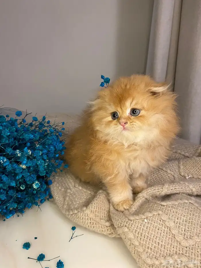 قطط سكوتش فولد منشكن للبيع 3