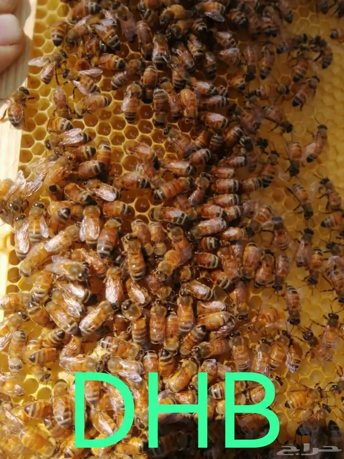 نحل مصري مرزوم 16