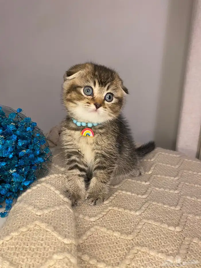 قطط سكوتش فولد منشكن للبيع 2