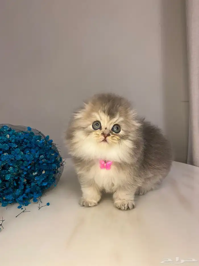 قطط سكوتش فولد منشكن للبيع 1