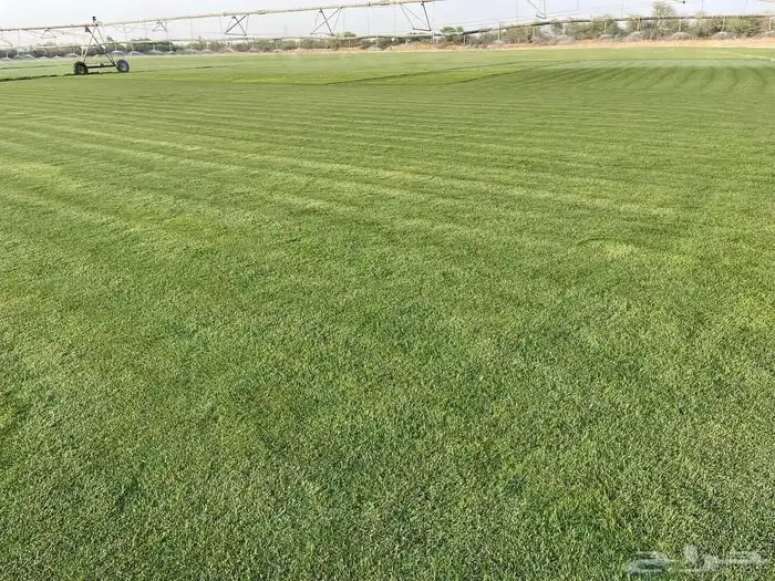 نجيل طبيعي 0