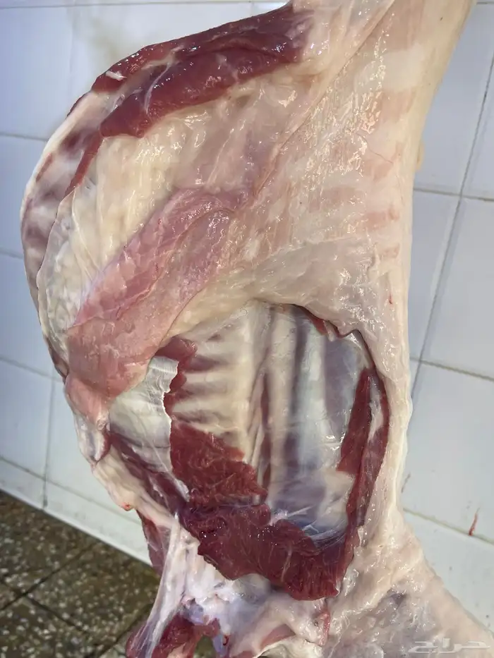 ذبائح طليان ورخال حري سواكني تيوس محايلي وعقيقةالتقيم مرتفع 9