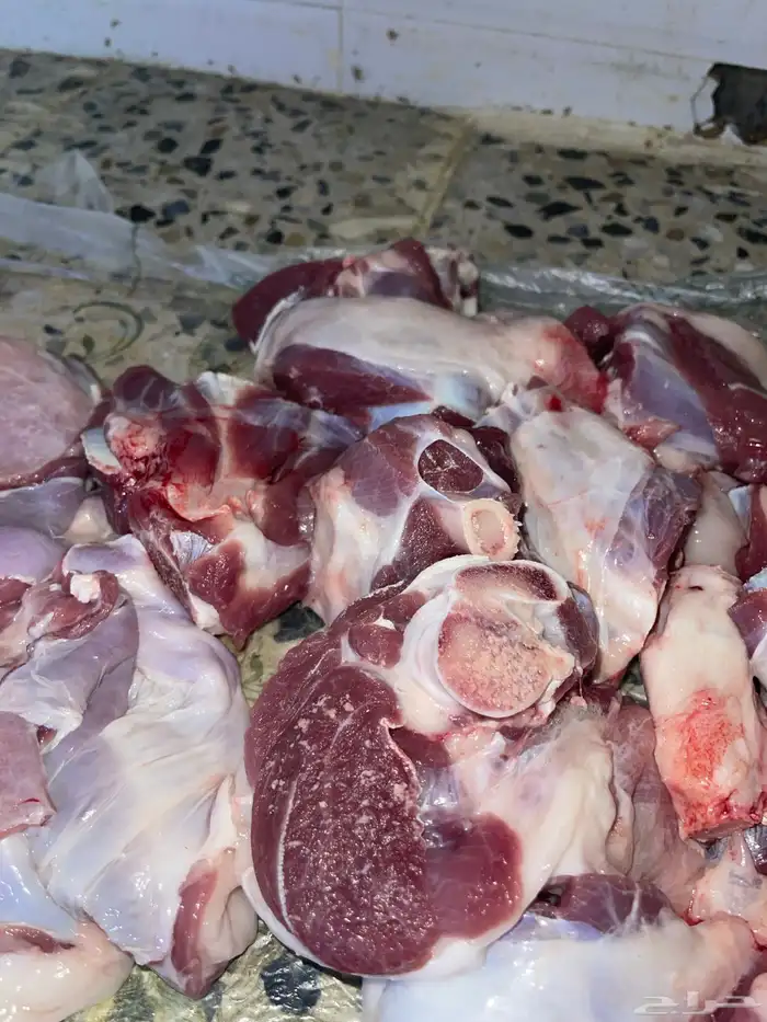 ذبائح طليان ورخال حري سواكني تيوس محايلي وعقيقةالتقيم مرتفع 10