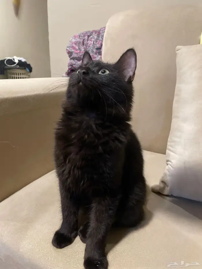 قطط للتبني قطط قطط للبيع 3