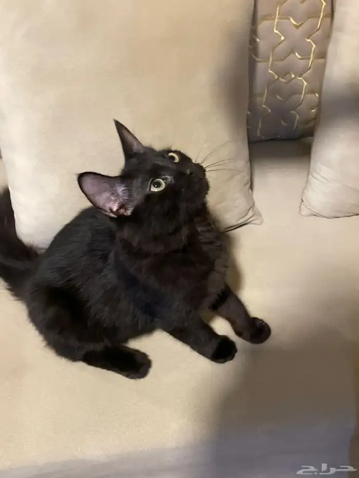 قطط للتبني قطط قطط للبيع 1