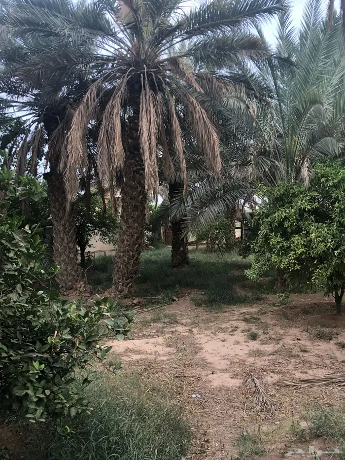 مزرعة للايجار اليوم في سدير 13