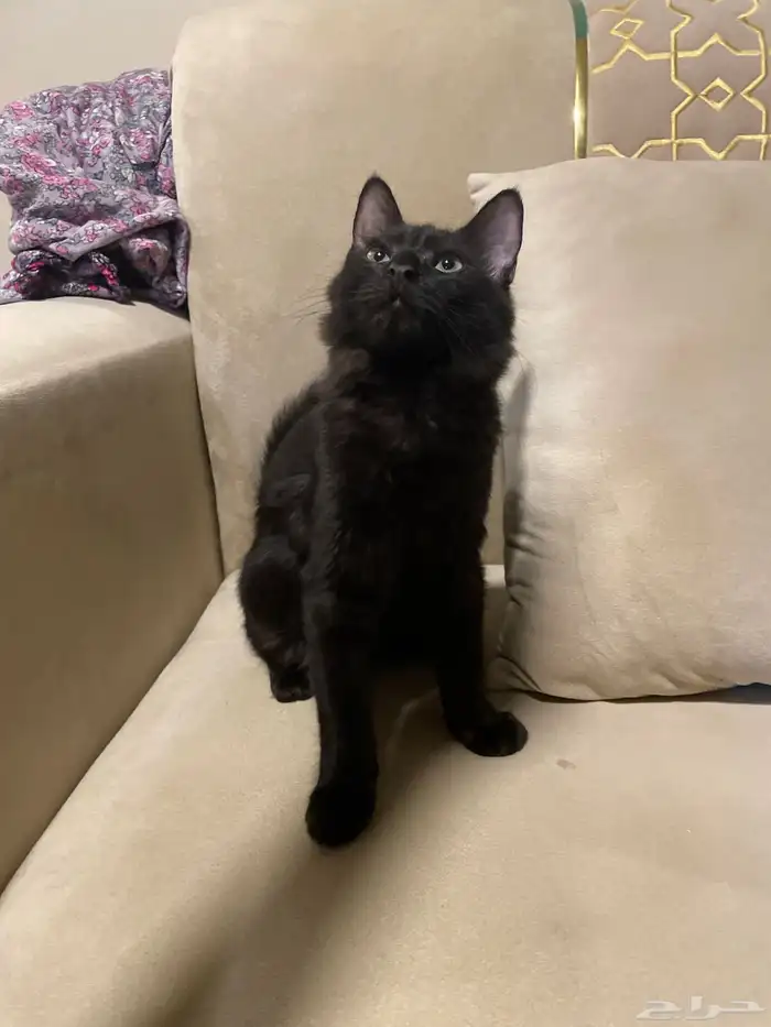 قطط للتبني قطط قطط للبيع 0