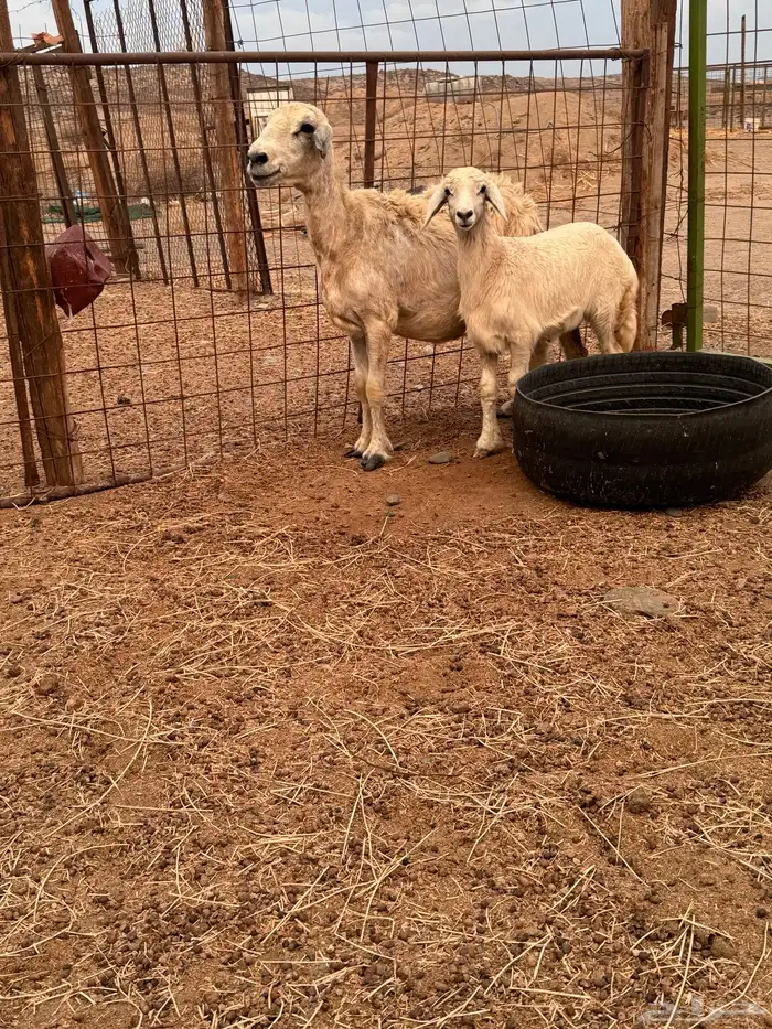 خلفة حريه معها رخل شهرين 1