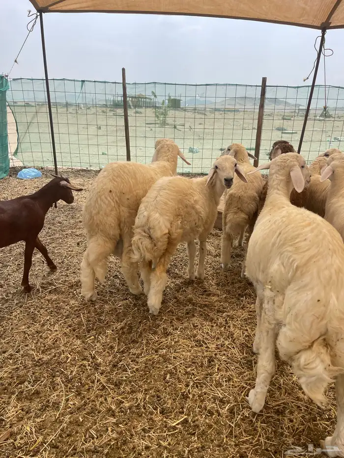 ذبائح طليان ورخال حري سواكني تيوس محايلي وعقيقةالتقيم مرتفع 1