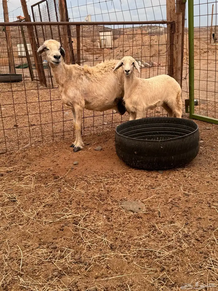 خلفة حريه معها رخل شهرين 2