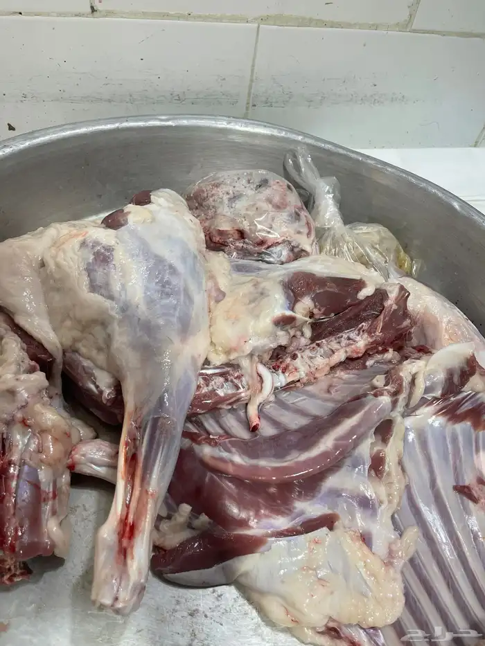 ذبائح طليان ورخال حري سواكني تيوس محايلي وعقيقةالتقيم مرتفع 16