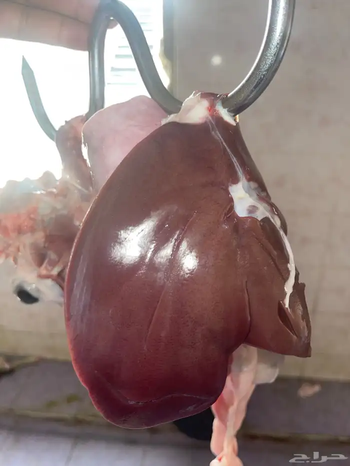 ذبائح طليان ورخال حري سواكني تيوس محايلي وعقيقةالتقيم مرتفع 15