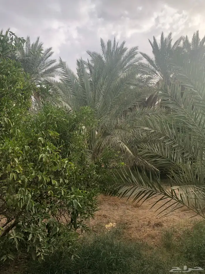 مزرعة للايجار اليوم في سدير 12