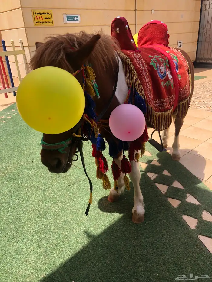 إيجار سيسي بوني خيل 3
