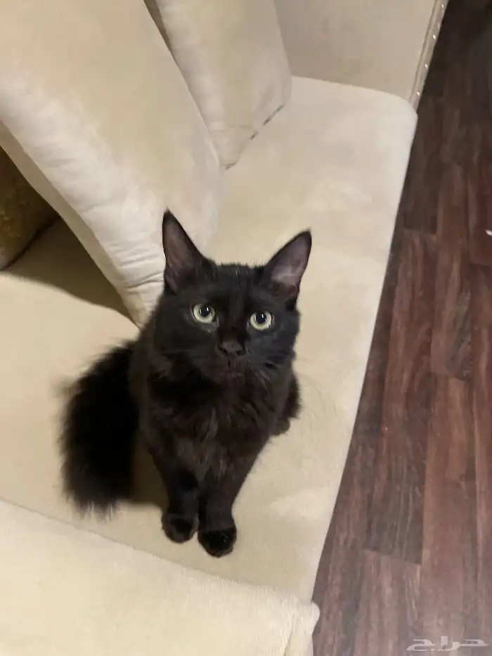 قطط للتبني قطط قطط للبيع 2