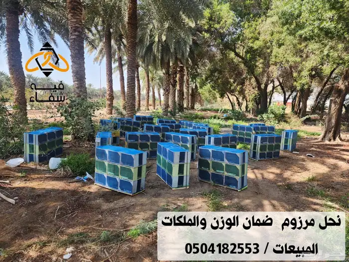 نحل مصري مرزوم 9