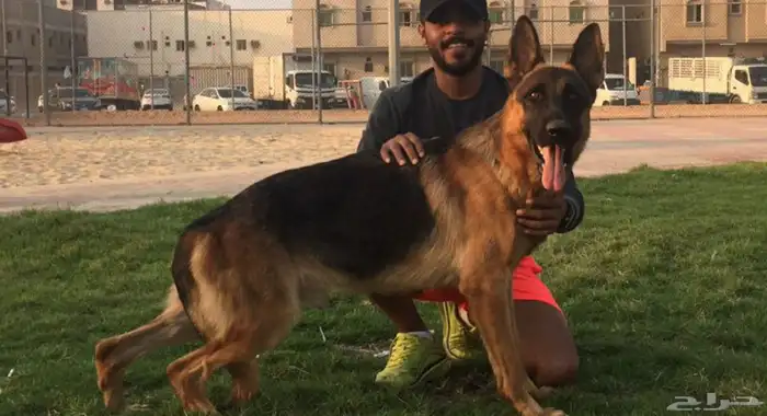 مدرب تدريب كلاب الطاعه الحراسه 11